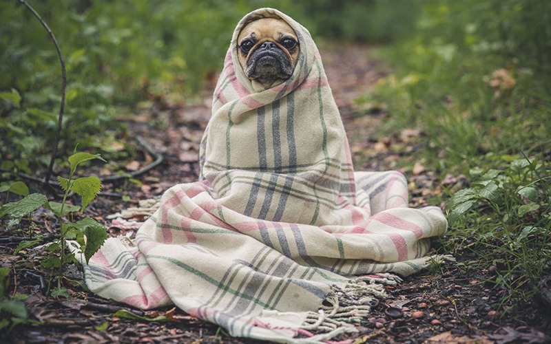 dog2