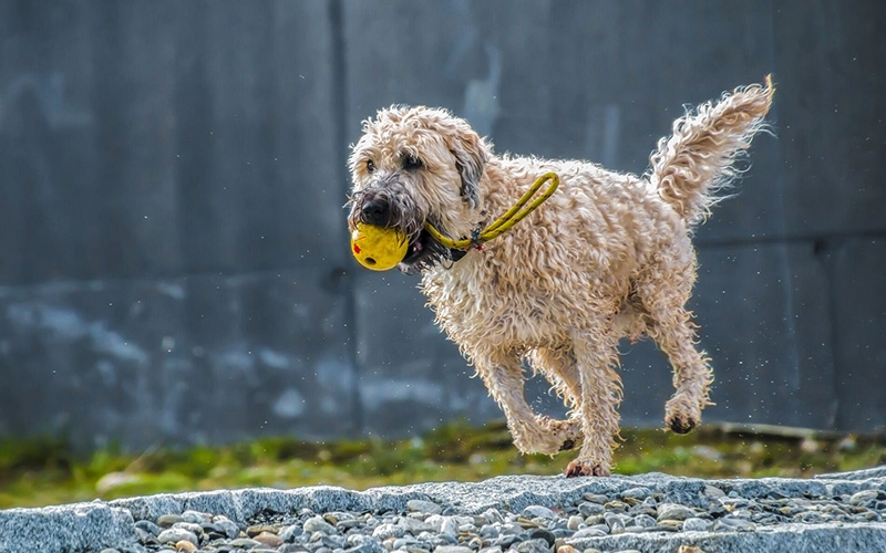 dog3