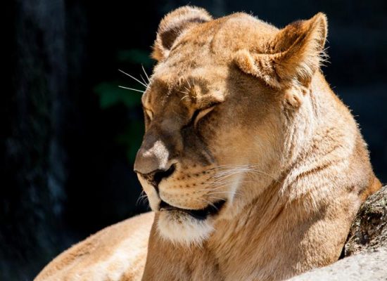 eifelzoo5