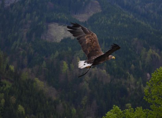 Adler