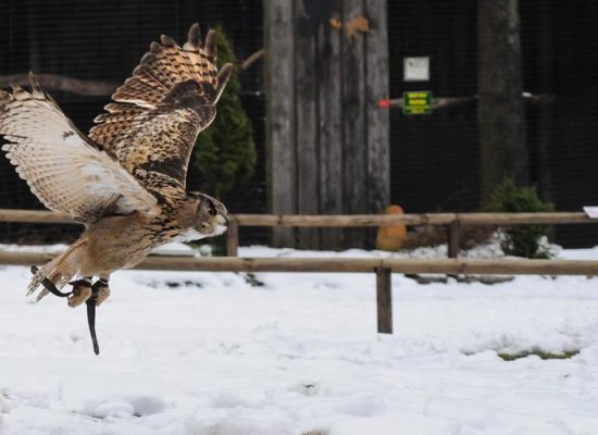 Greifvogel im Schnee