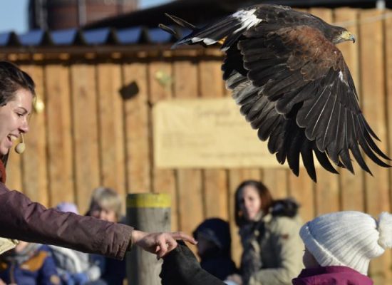 wildfreigehe1