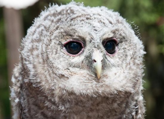 wildfreigehe10
