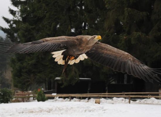 wildfreigehe2