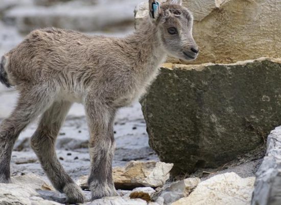 wildfreigehe4