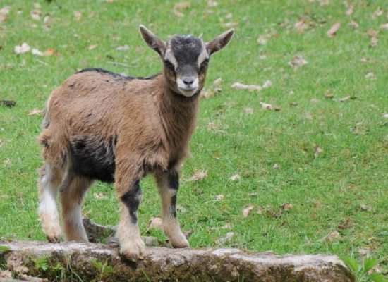 wildfreigehe5
