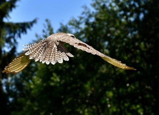 wildfreigehe6