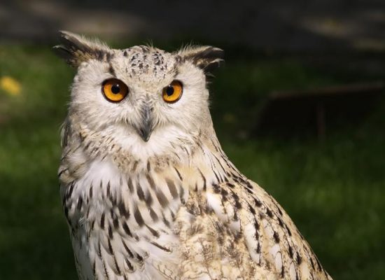 wildfreigehe7