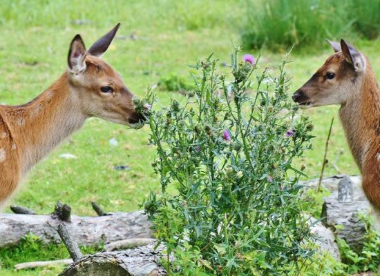 wildfreigehe8